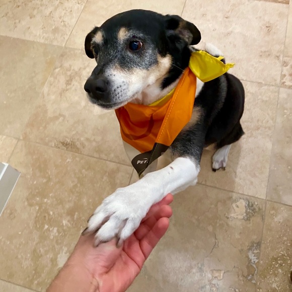 Hello there! Meet your Posher, Abel! - Picture 2 of 4